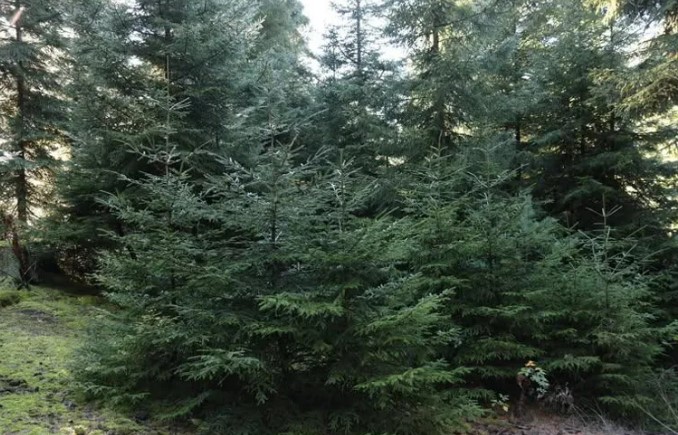 Ministry: Legislation on cutting fir trees tightened ahead of New Year